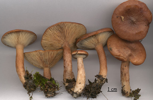 Lactarius rufus